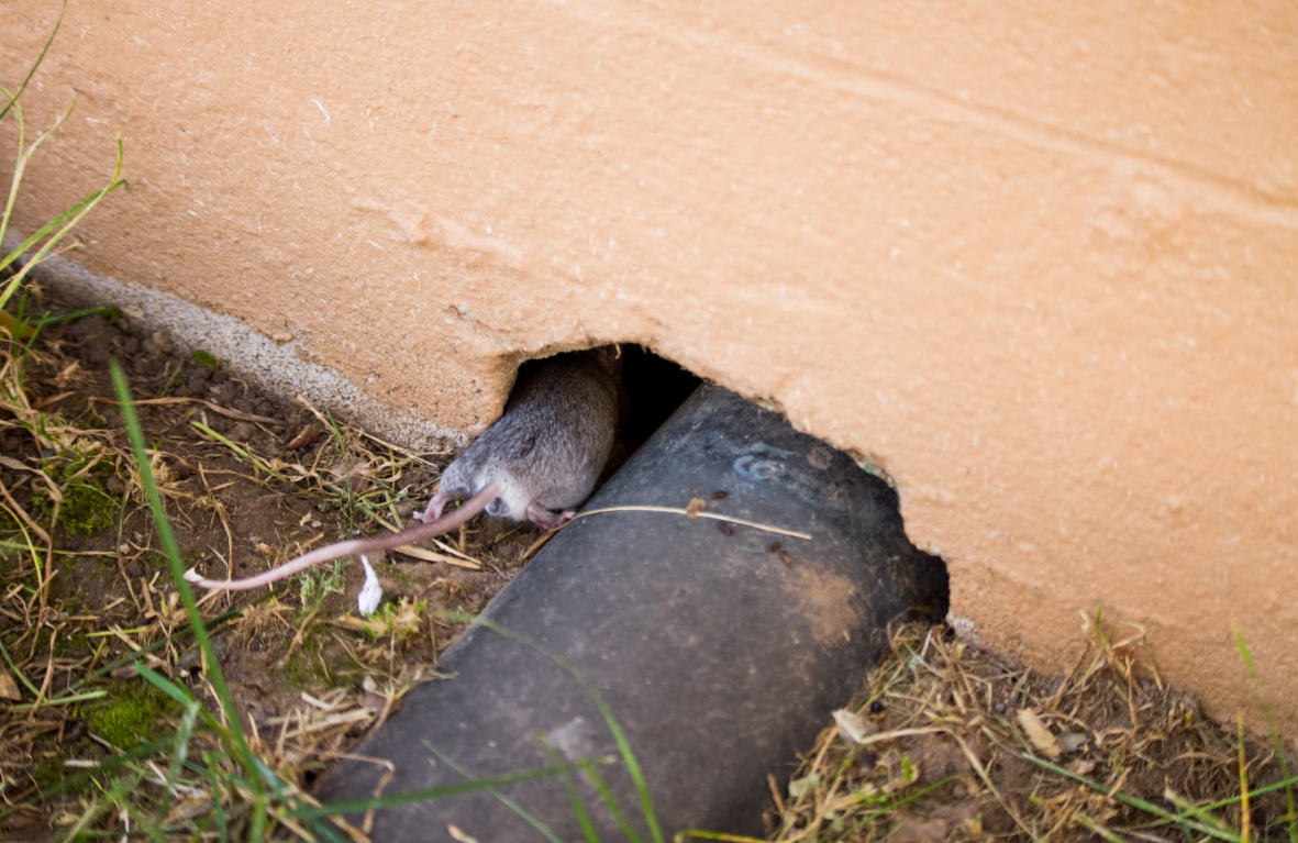 Ratten kunnen zelfs via smalle kieren binnenkomen ratten-komen-binnen